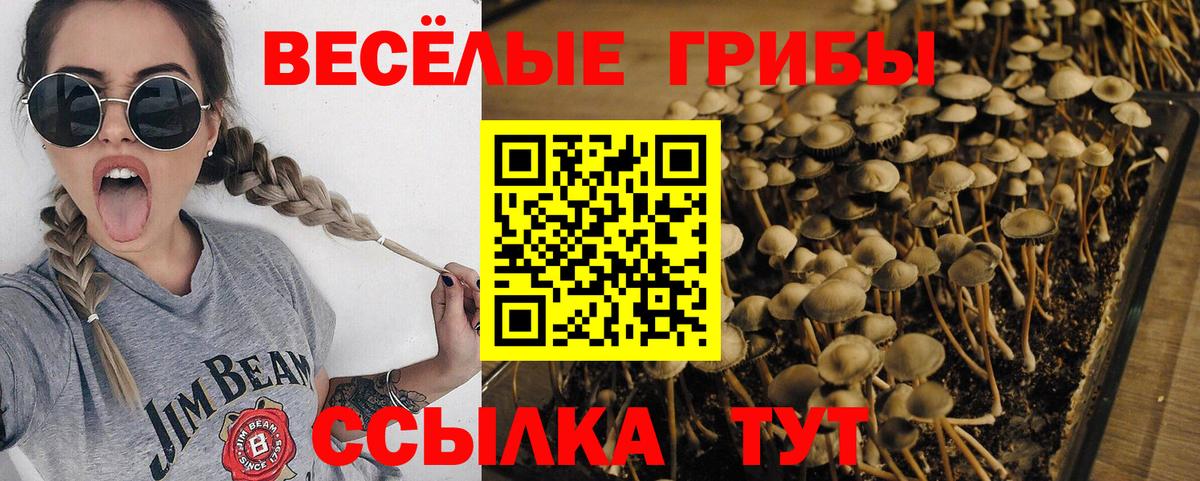 Псилоцибиновые грибы ЛСД Коряжма